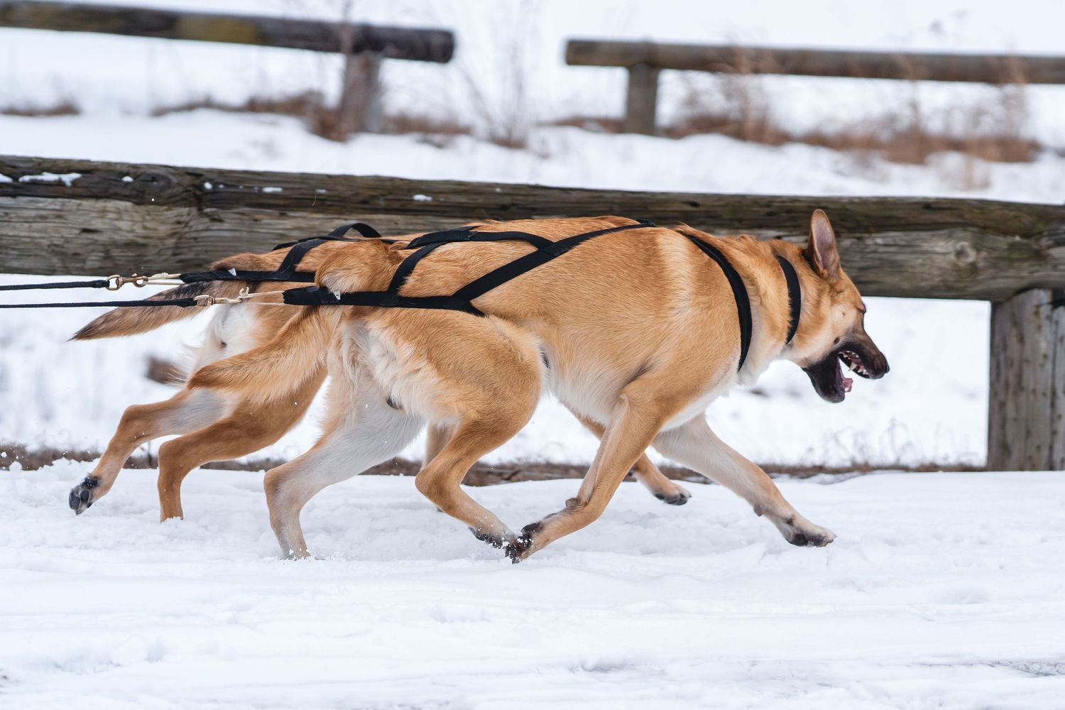 Chinook sled dogs