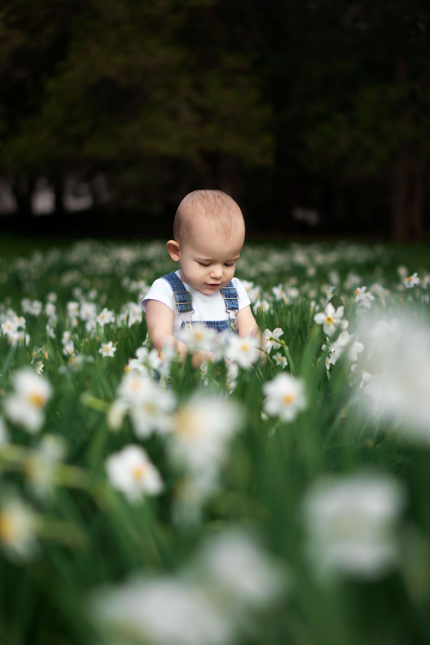 small child admires flower in field