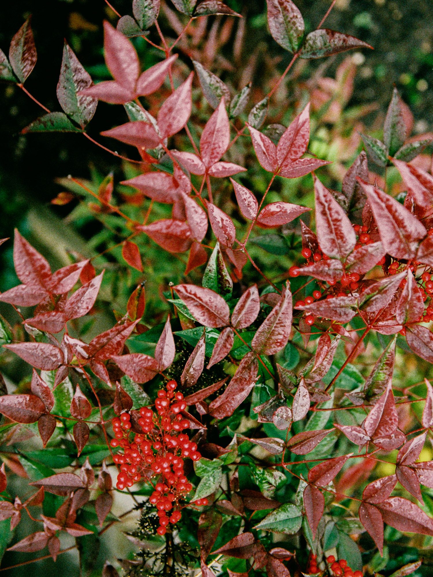 Vibrant red nandina leaves and berries creating a colorful autumn display.