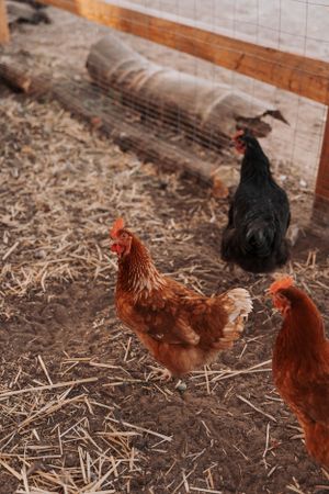 Three chickens, including brown and black hens, pecking at straw in a wooden coop enclosure.