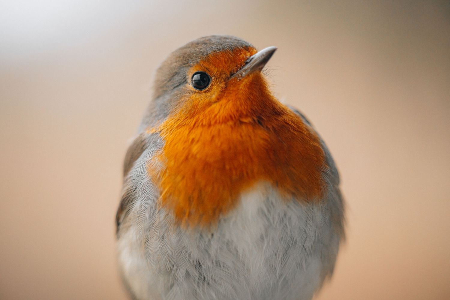 Close-up portret van een roodborstje met pluizige witte veren en fel oranje borst tegen een onscherpe achtergrond.