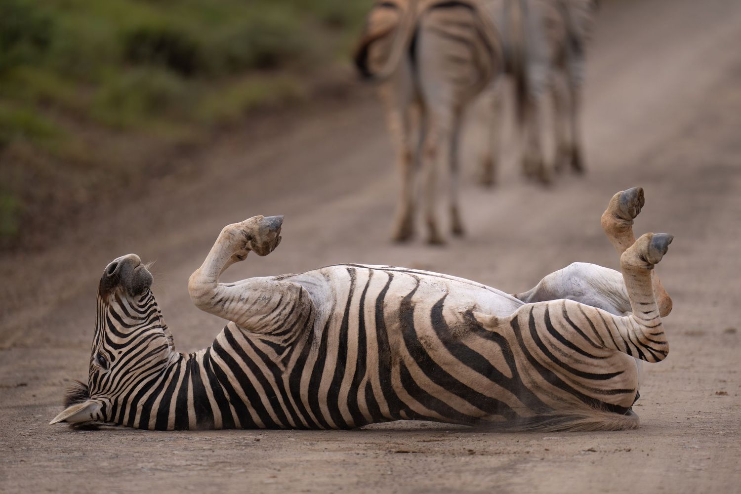 Collection of images showing zebra rolling and lying in dusty ground during warthog interaction.