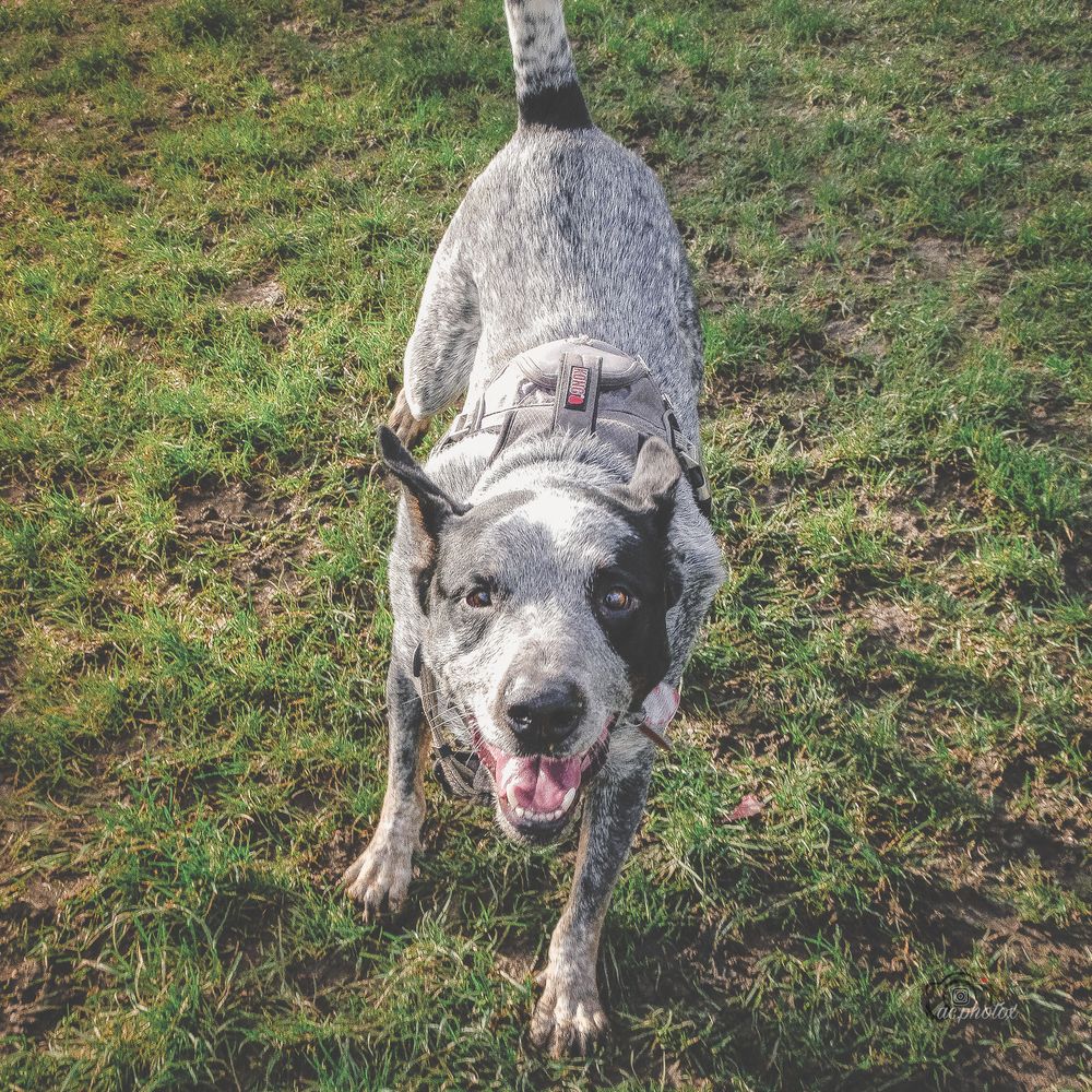 Happy Australian Cattle Dog playing on grass with a wagging tail.