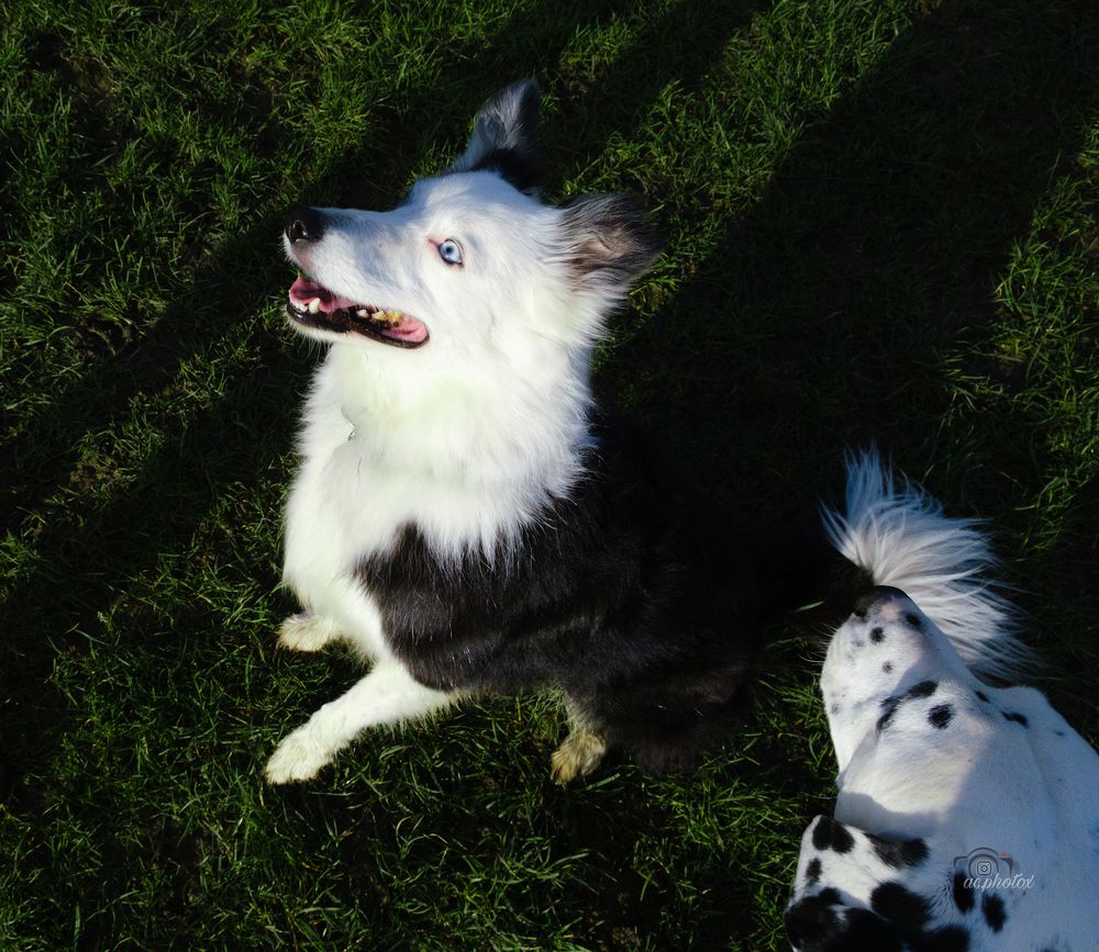 A black and white border collie lying in green grass with bright sunlight showing its happy expression.