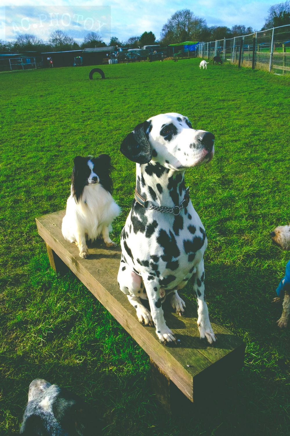 A Dalmatian and Border Collie sitting together on a wooden platform in a grassy dog park.