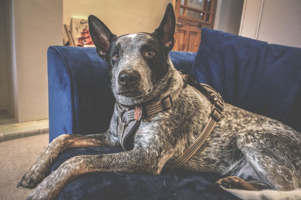 Australian Cattle Dog relaxing on a blue couch in a home setting.