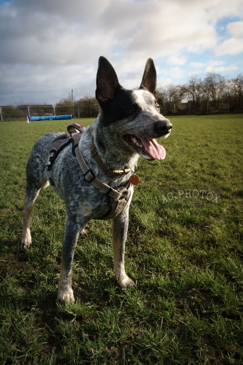 Australian Cattle Dog wearing a harness standing in a grassy field under cloudy skies.