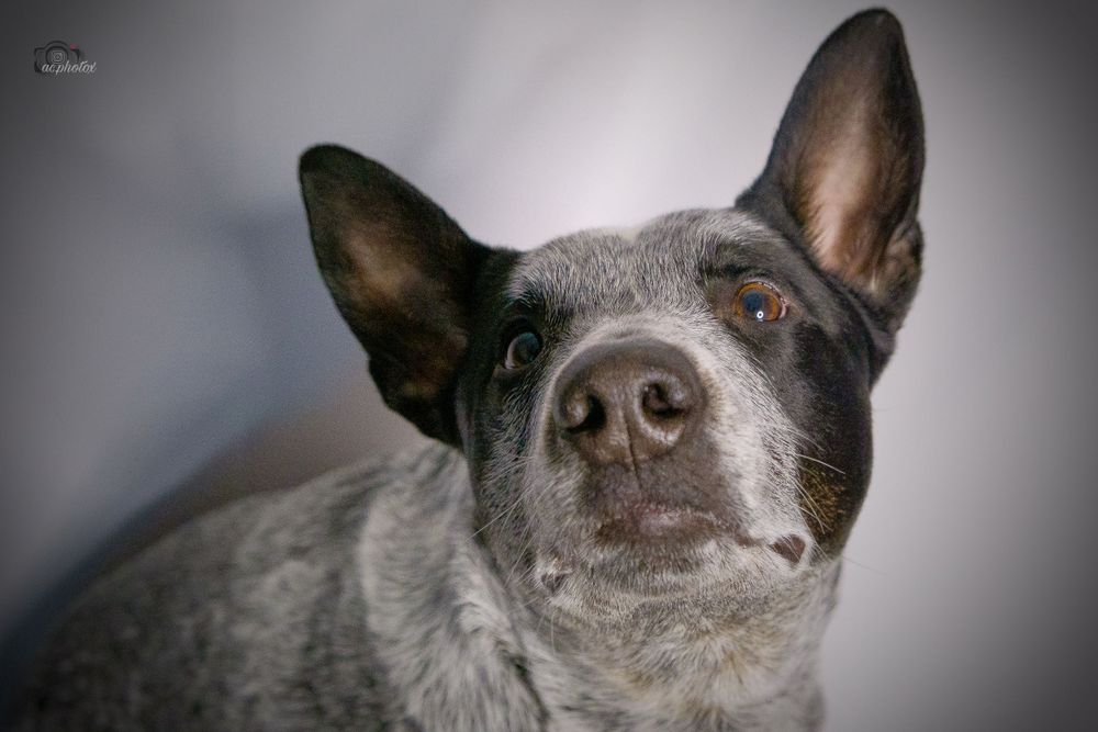 Close-up portrait of an Australian Cattle Dog with alert ears and focused expression.