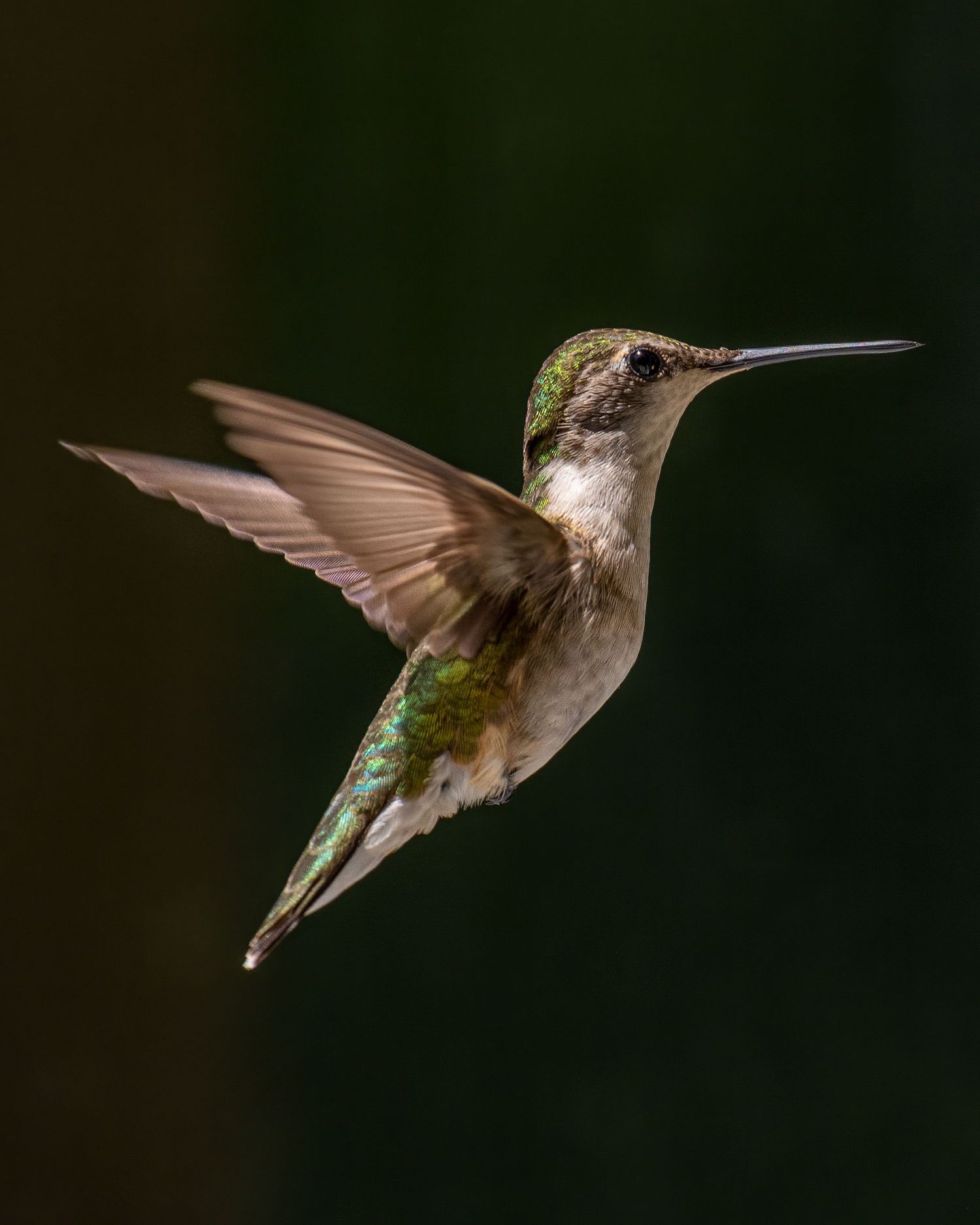 An irridescent gree ruby-throated hummingbird, photographed mid-wing-flap.
