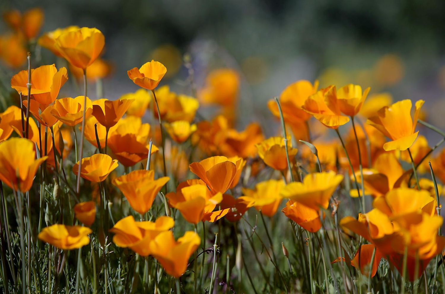 Field of vibrant orange California poppies blooming in soft focus.