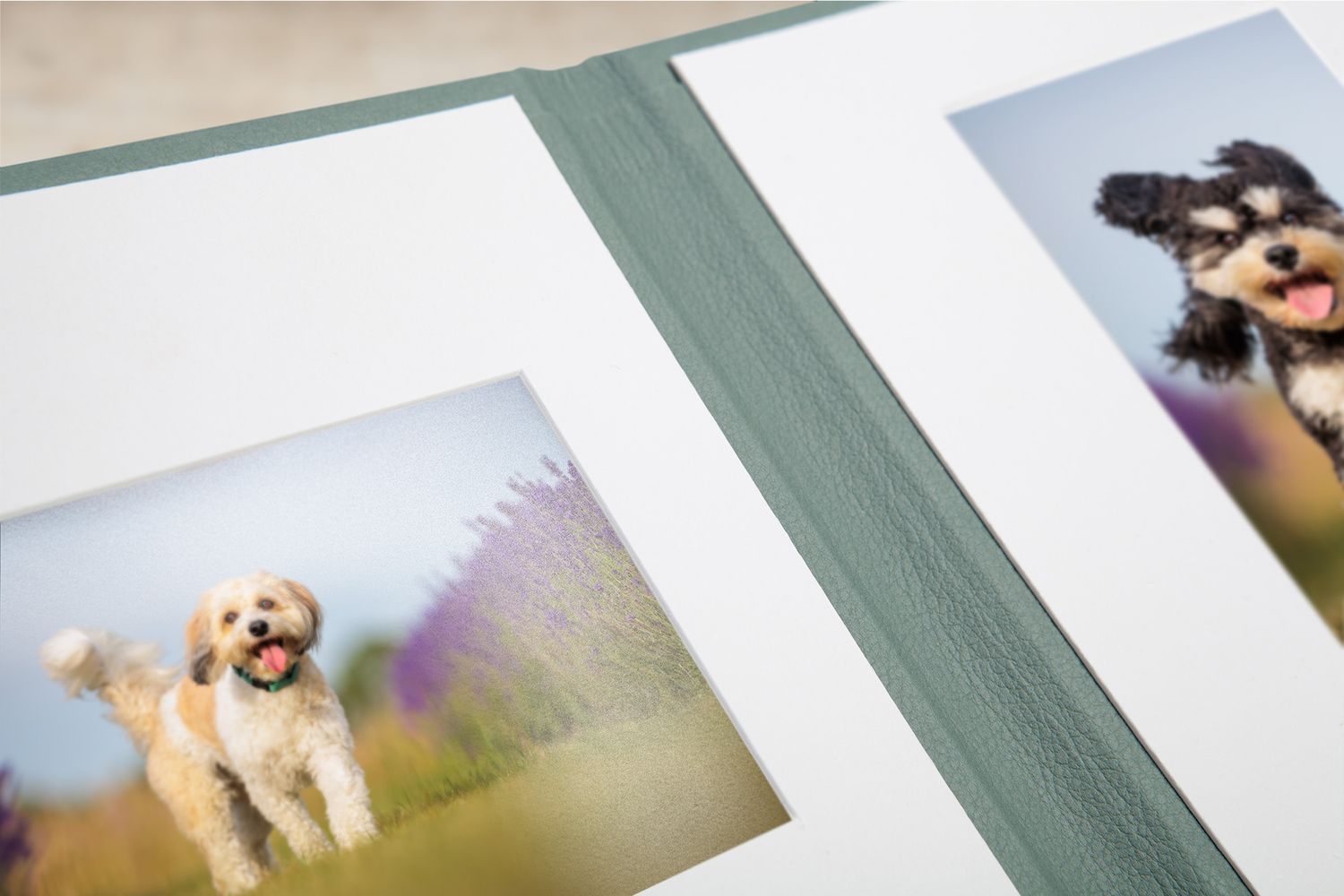 Two dog portraits in an album with soft focus lavender field background.