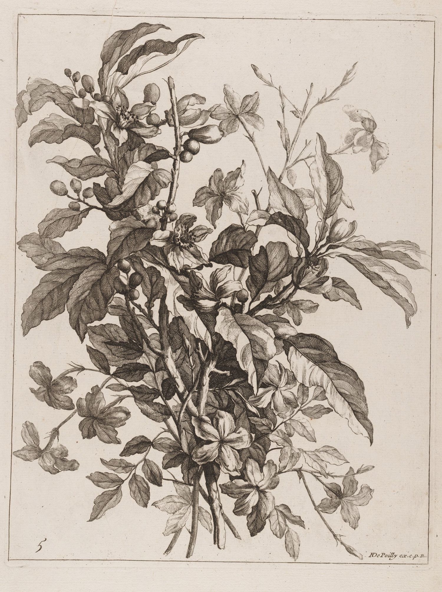 Vintage botanical illustration of leaves and flowers in detailed black and white sketch style.