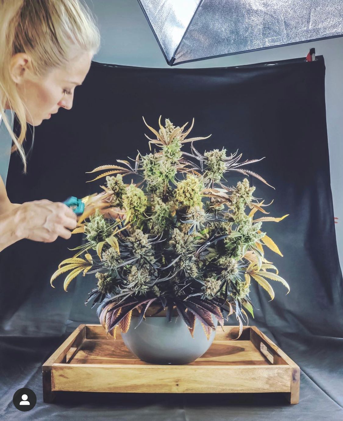 Blonde woman trimming cannabis plant displayed in gray pot on wooden tray against black backdrop.