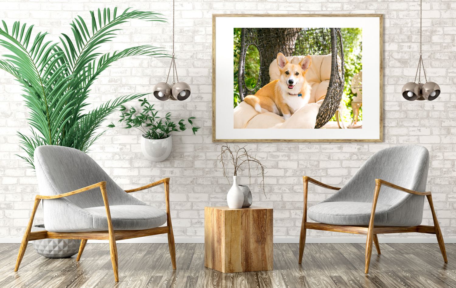 Adelaide Professional Pet Portraits