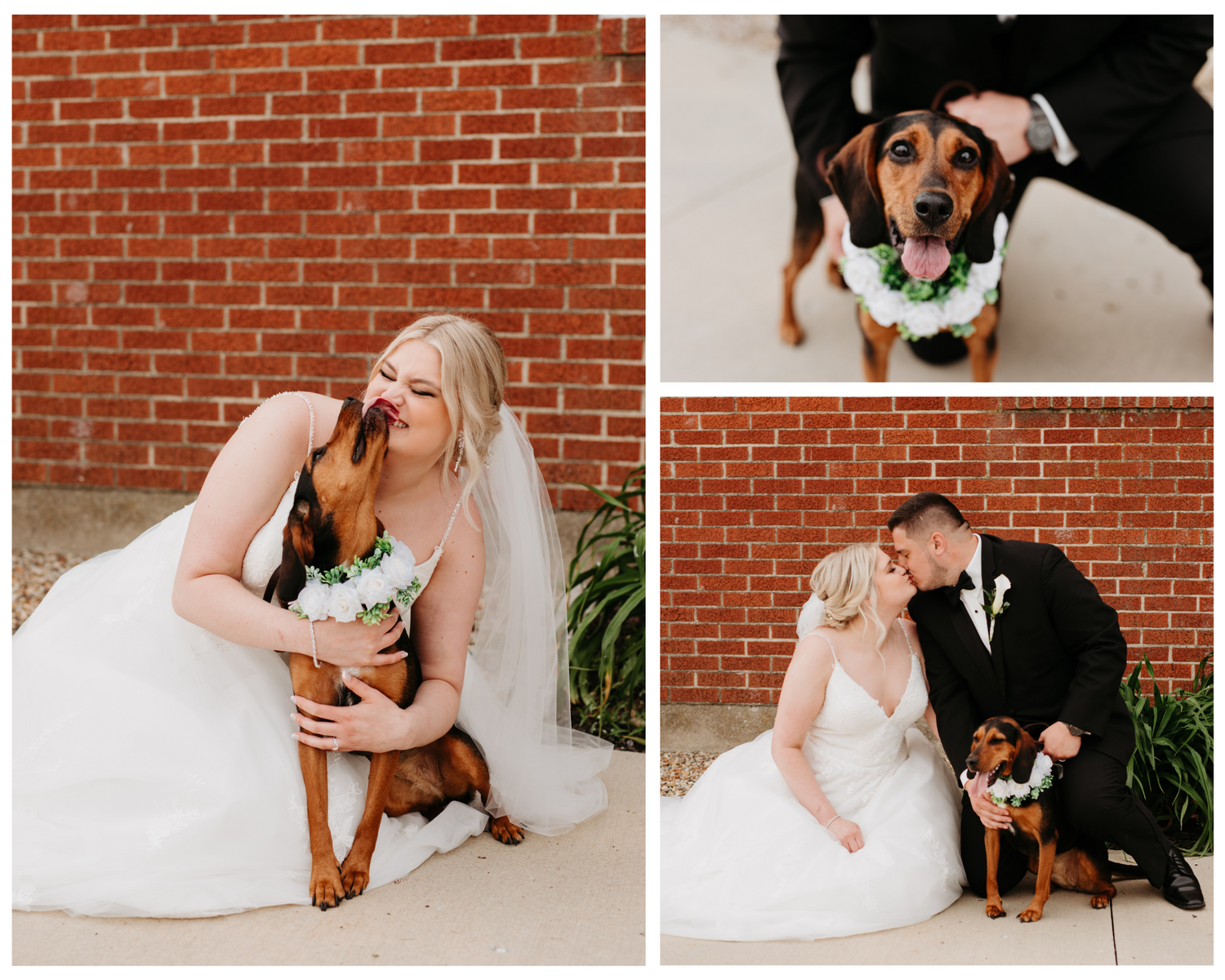 Ohio Photographer, Ohio Wedding, Wedding Photos, Bride and Groom Photos, Pickwick Place, Wedding With Dog Photos