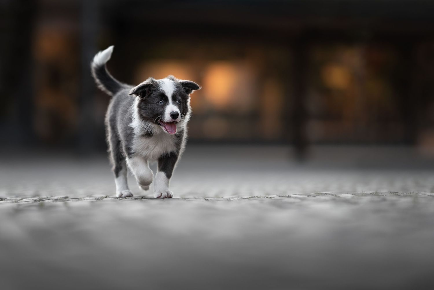 Border collie puppy op straat