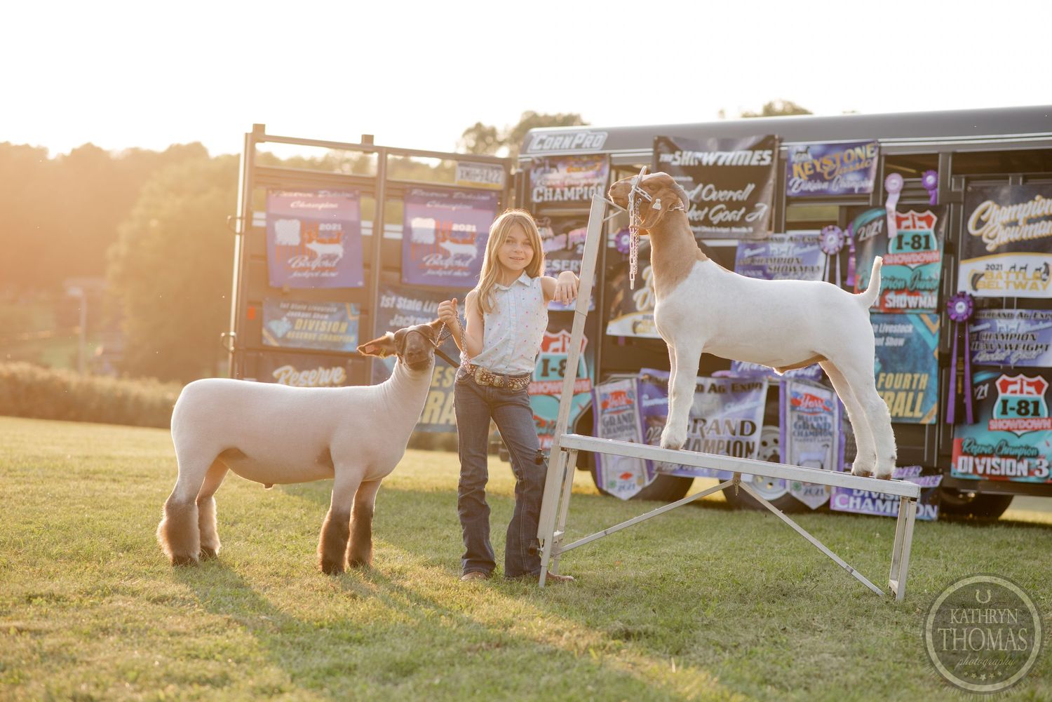 White show lamb poses with handler against backdrop of colorful banners during sunset.