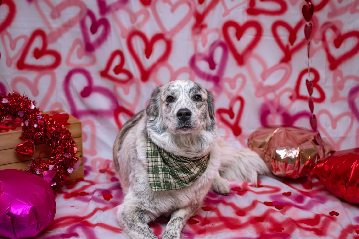 A spotted dog wearing a green bandana poses among Valentine's Day decorations.
