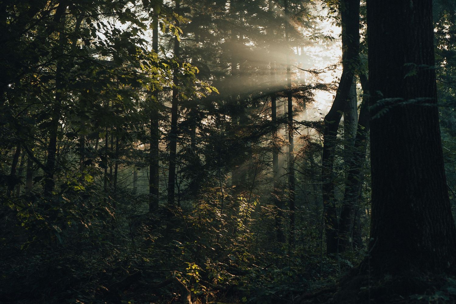 Printshop | Digital prints | Nature photography | Landscape Photography | Digitale prints | Prints | Natuur foto's