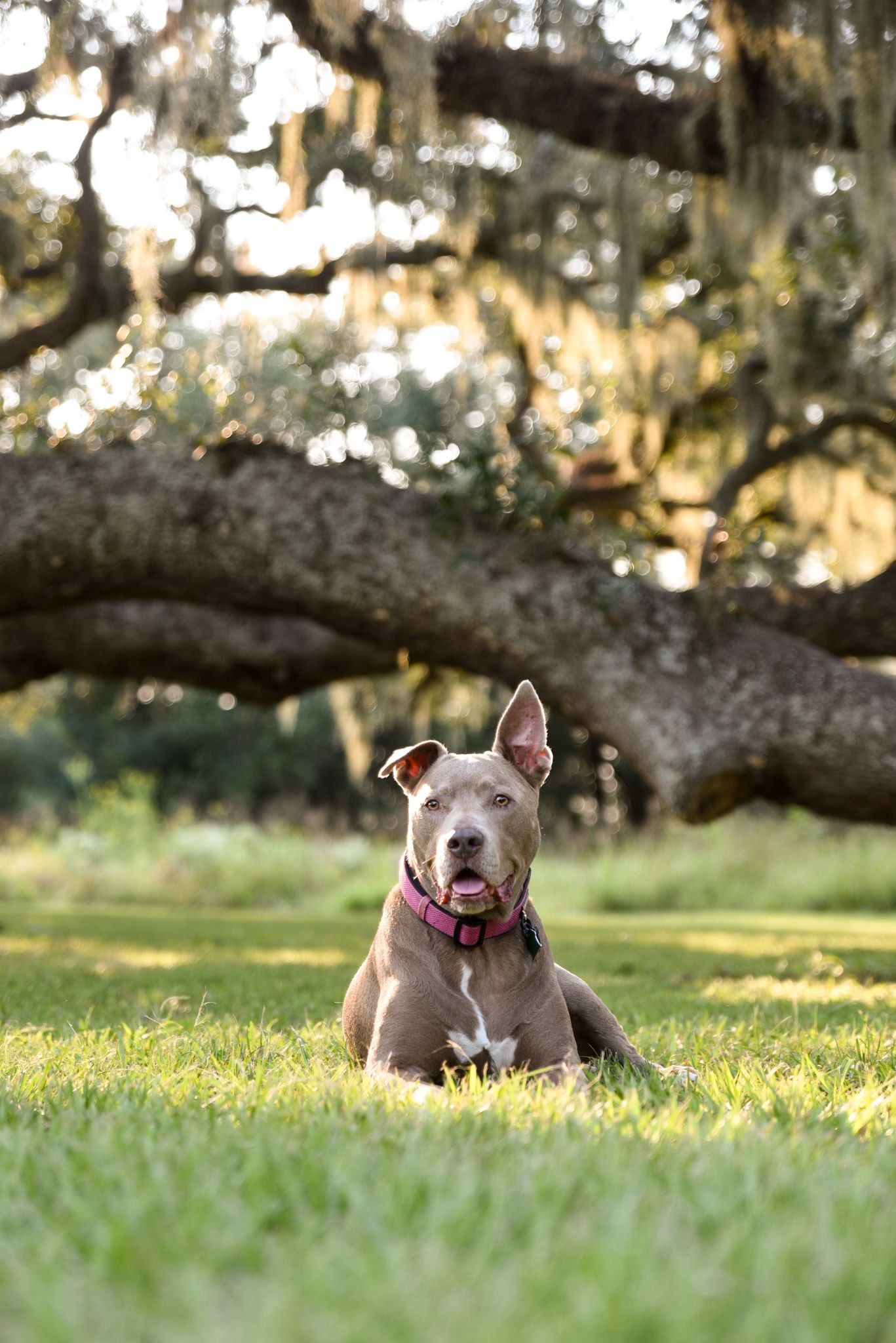 pitbull at Brazos Bend State Park