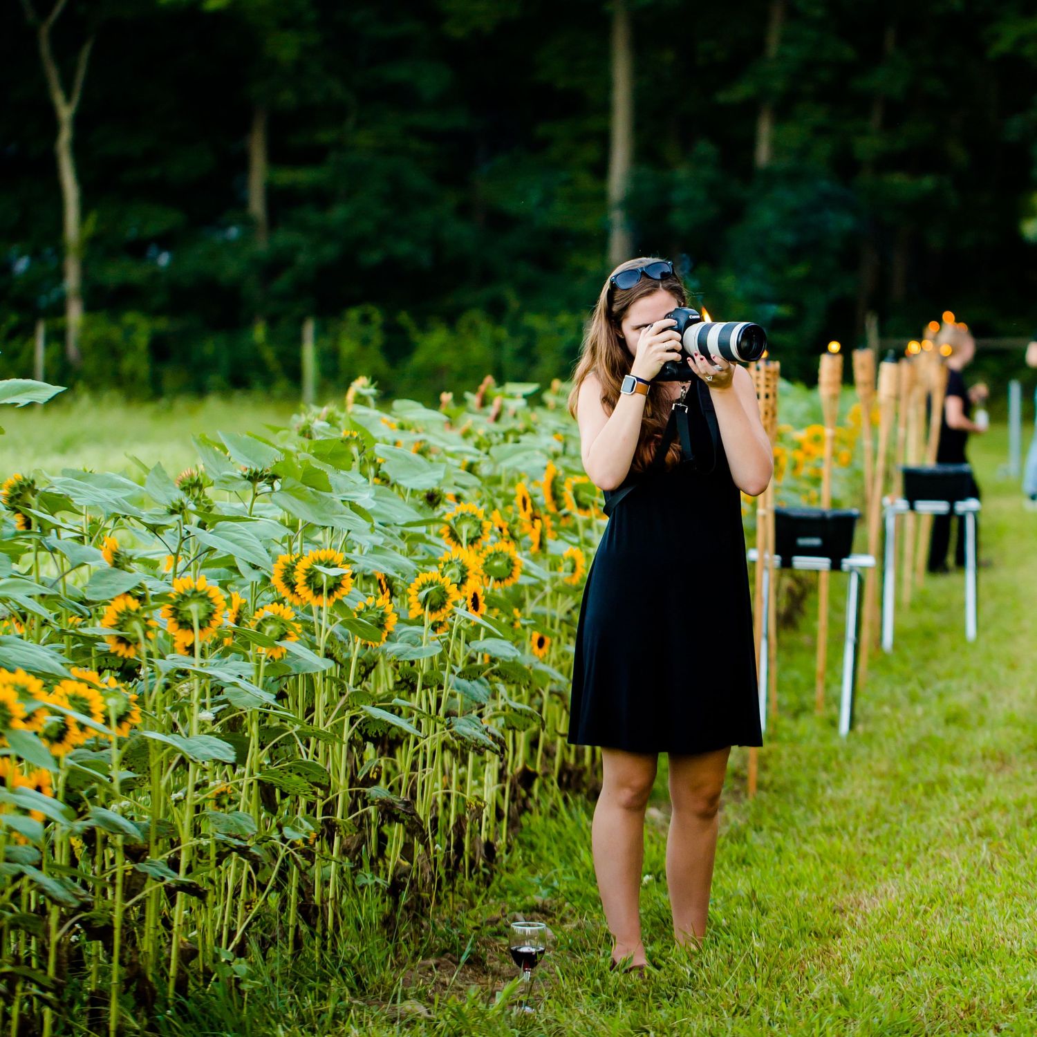 A photographer in a black dress captures images of sunflowers in a garden setting.