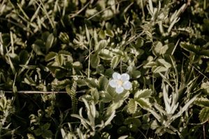 професионален фотограф софия, сватбен фотограф софия, сватбен фотограф българия
