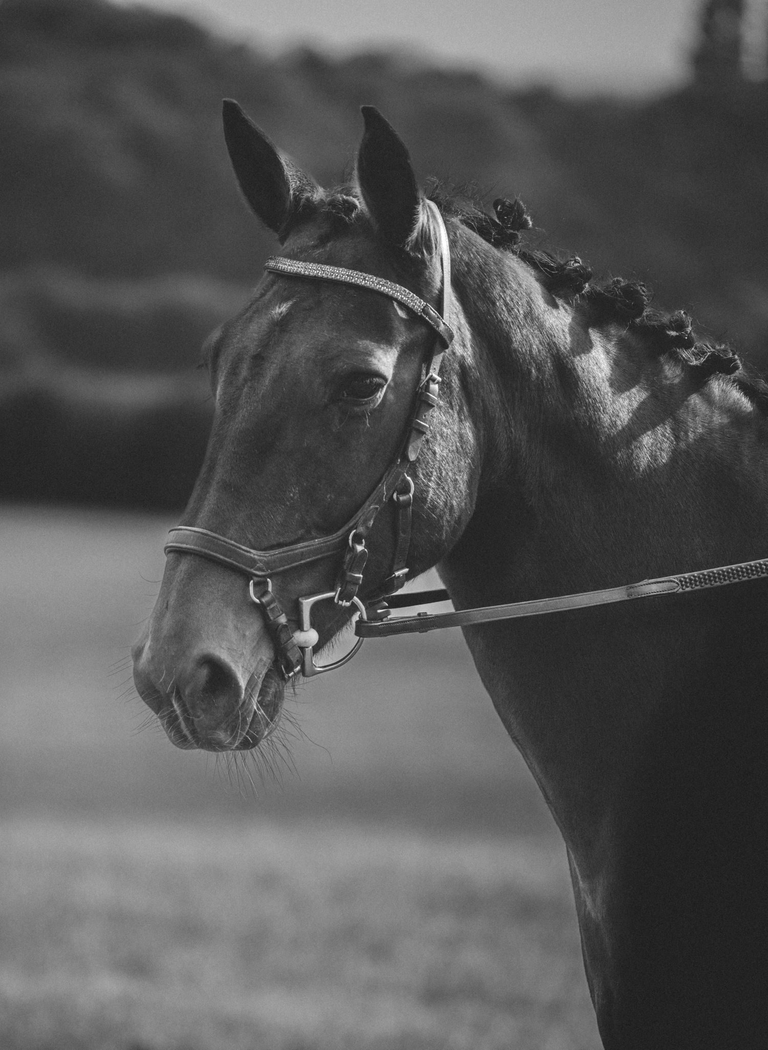 Black and white portrait of horse with braided mane wearing classic bridle.