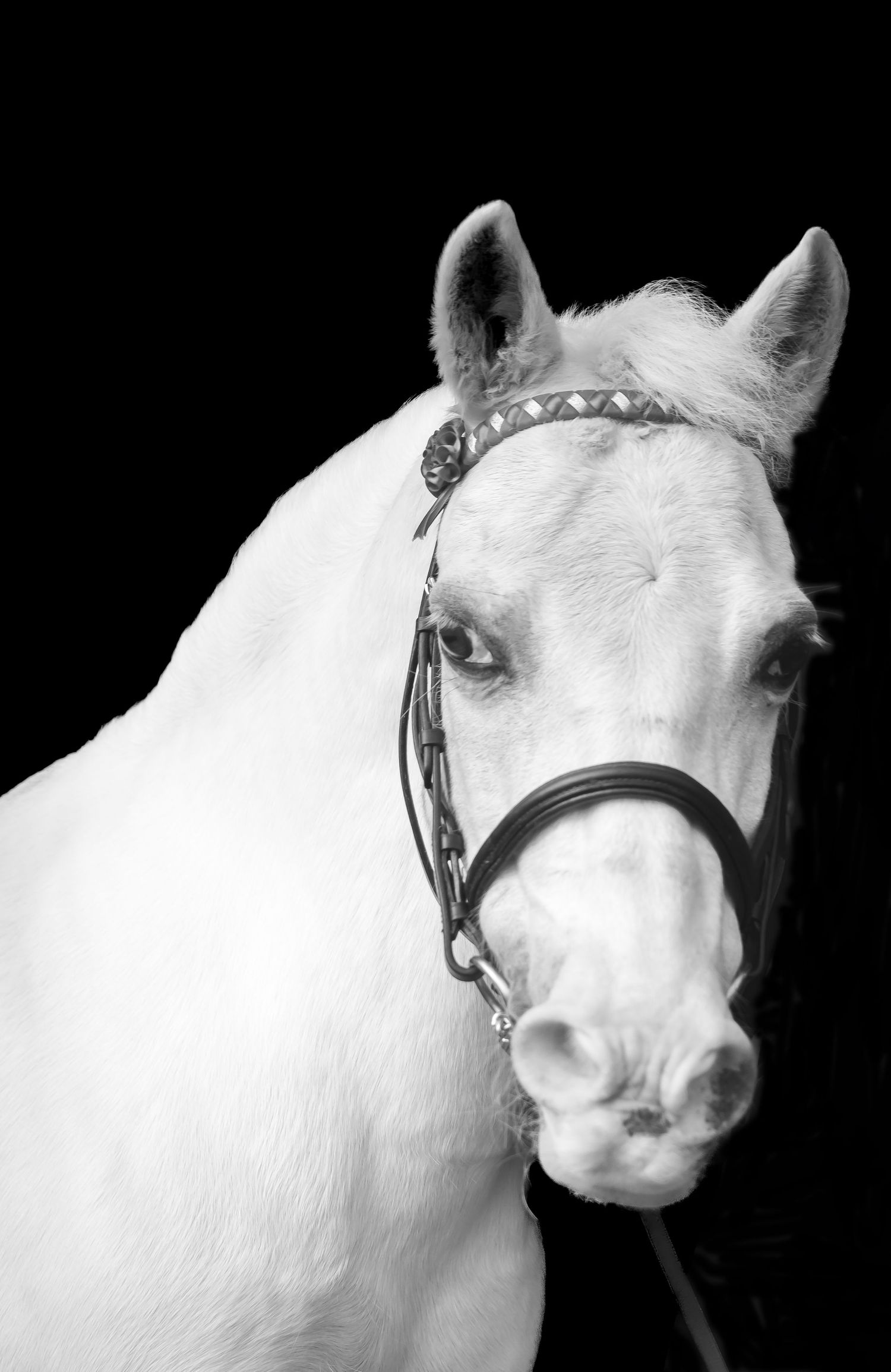 Portrait of white horse with ornate bridle against black background.