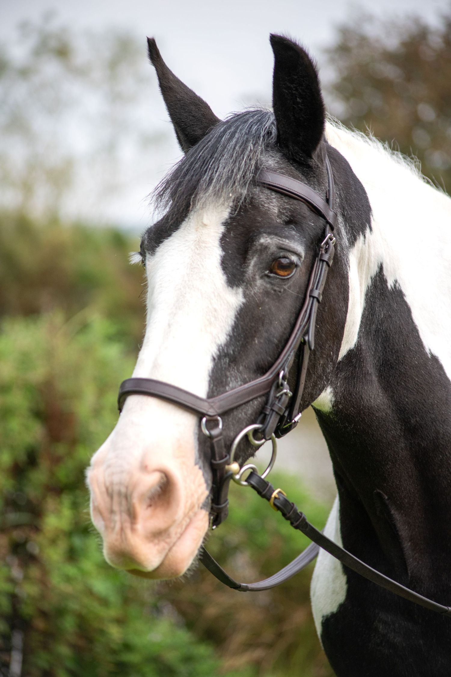Close-up profile of black and white horse wearing leather bridle.