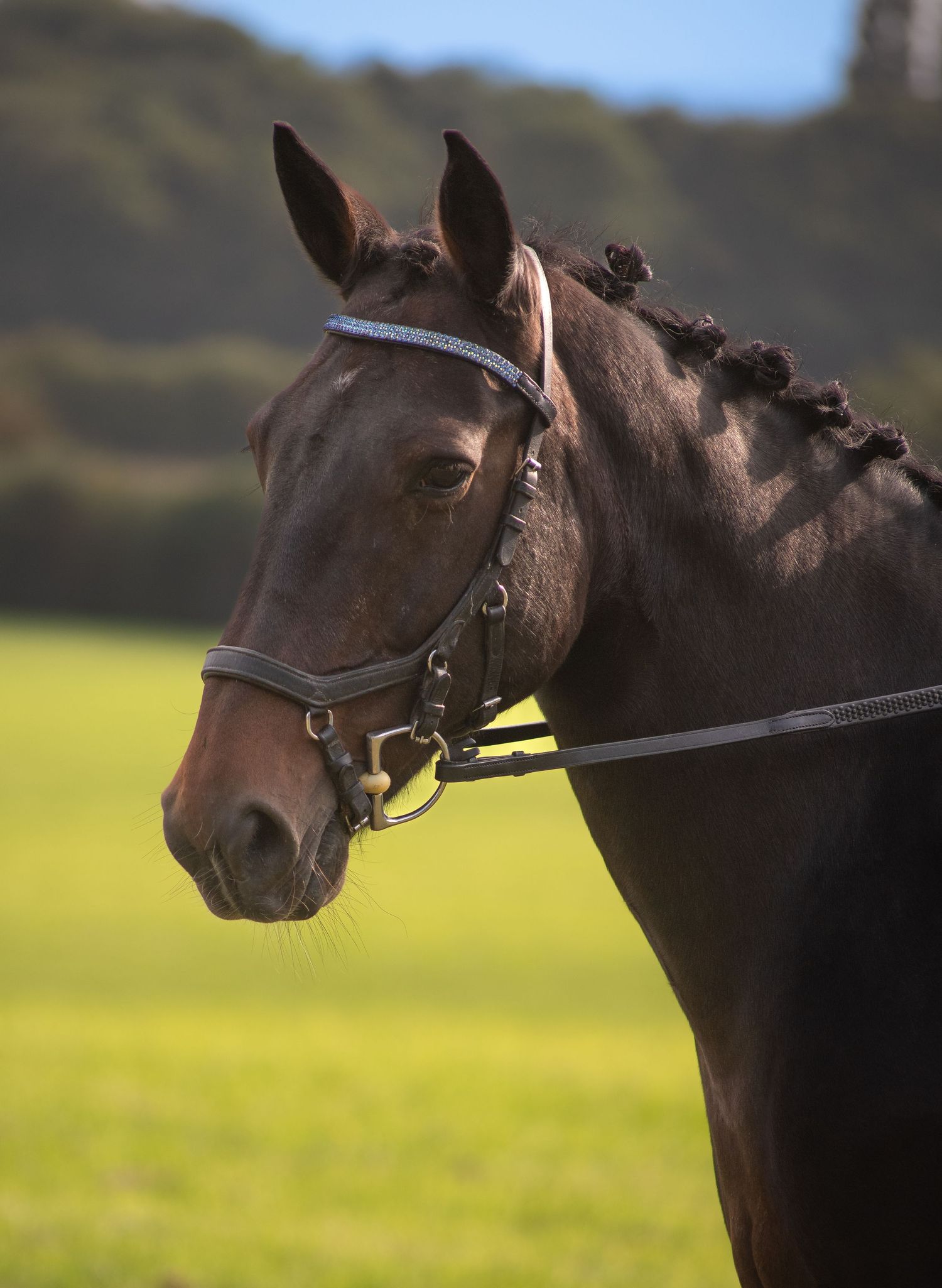 Close-up profile of bay horse with braided mane wearing leather bridle.