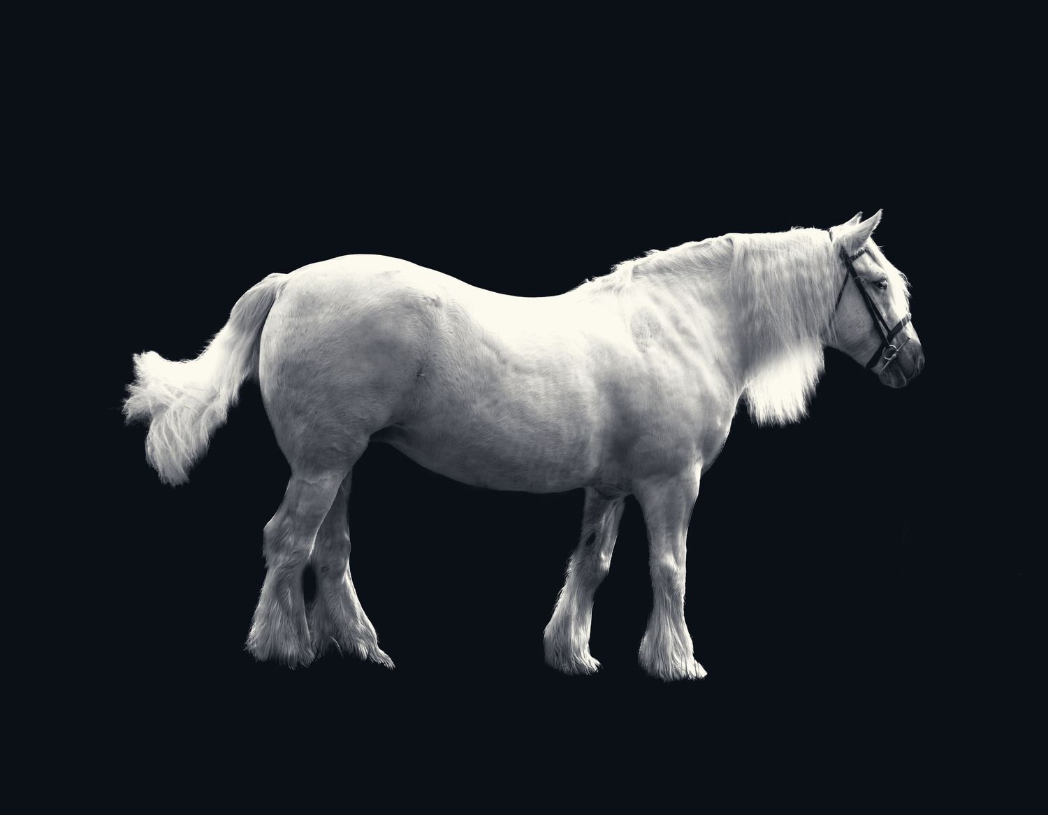 A sturdy white draft horse stands in profile against a black background.