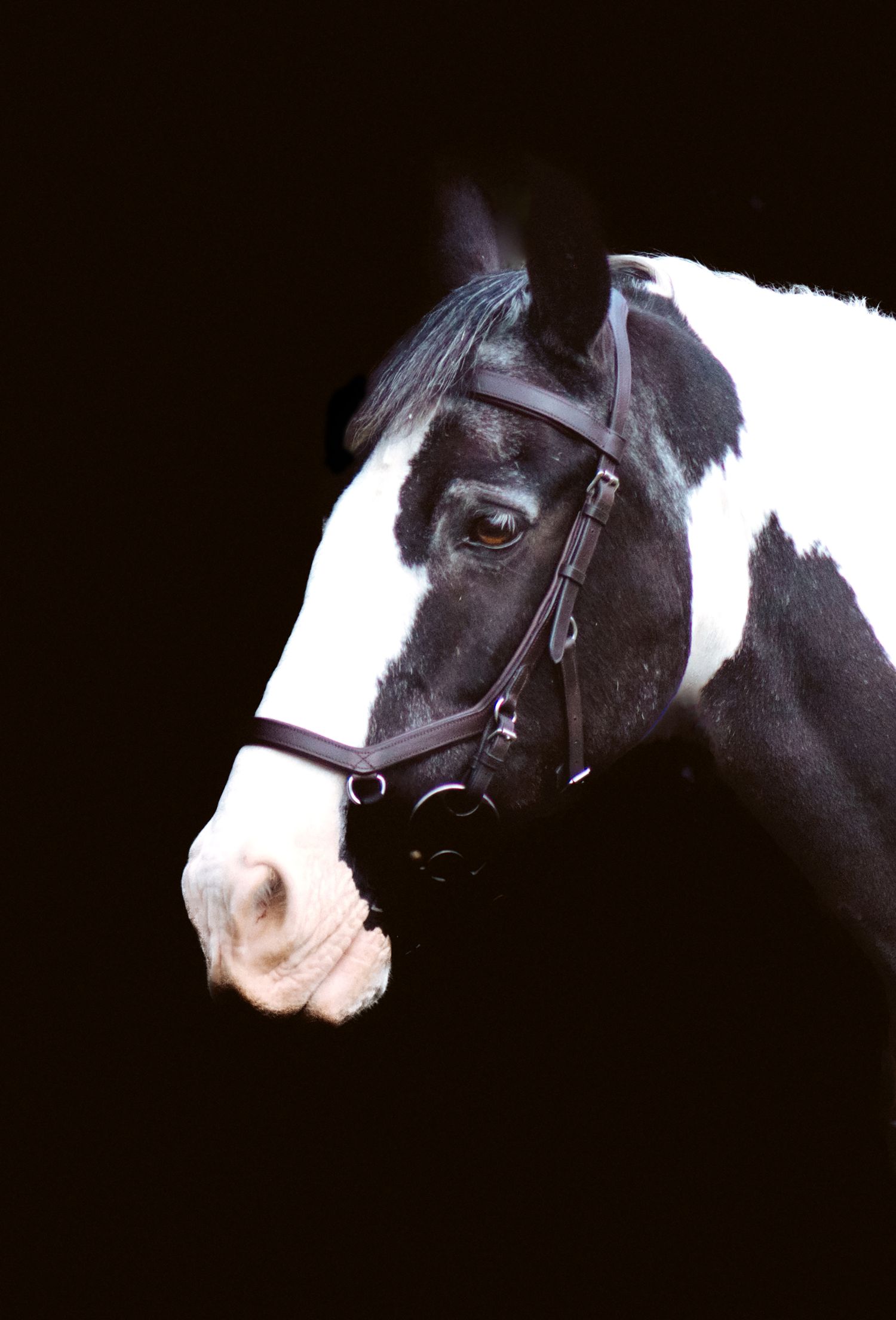 Black and white horse portrait showing distinctive facial markings and leather bridle against dark background.