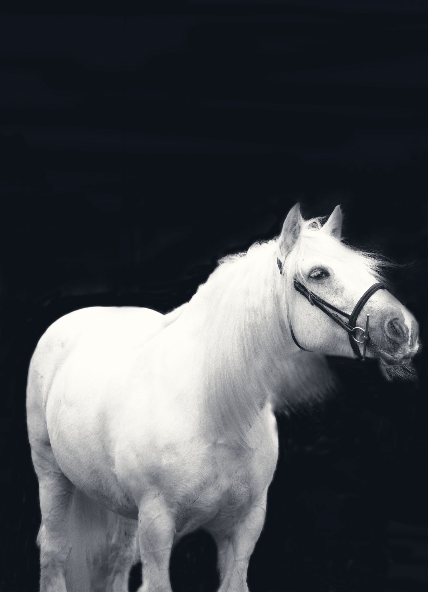 A stunning white horse portrait against a black background showcasing its elegant profile.
