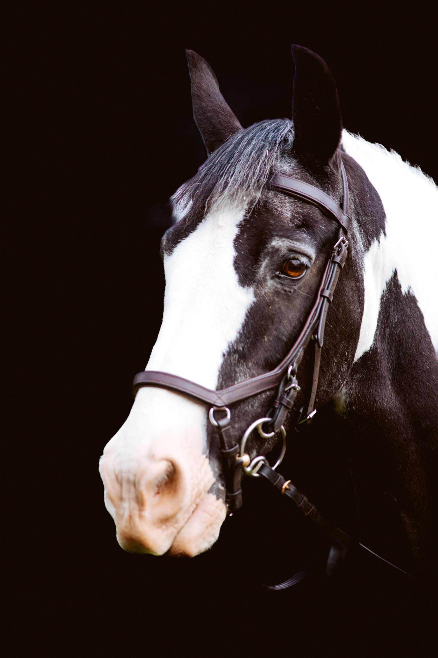 Portrait of black and white horse with bridle against dark background.