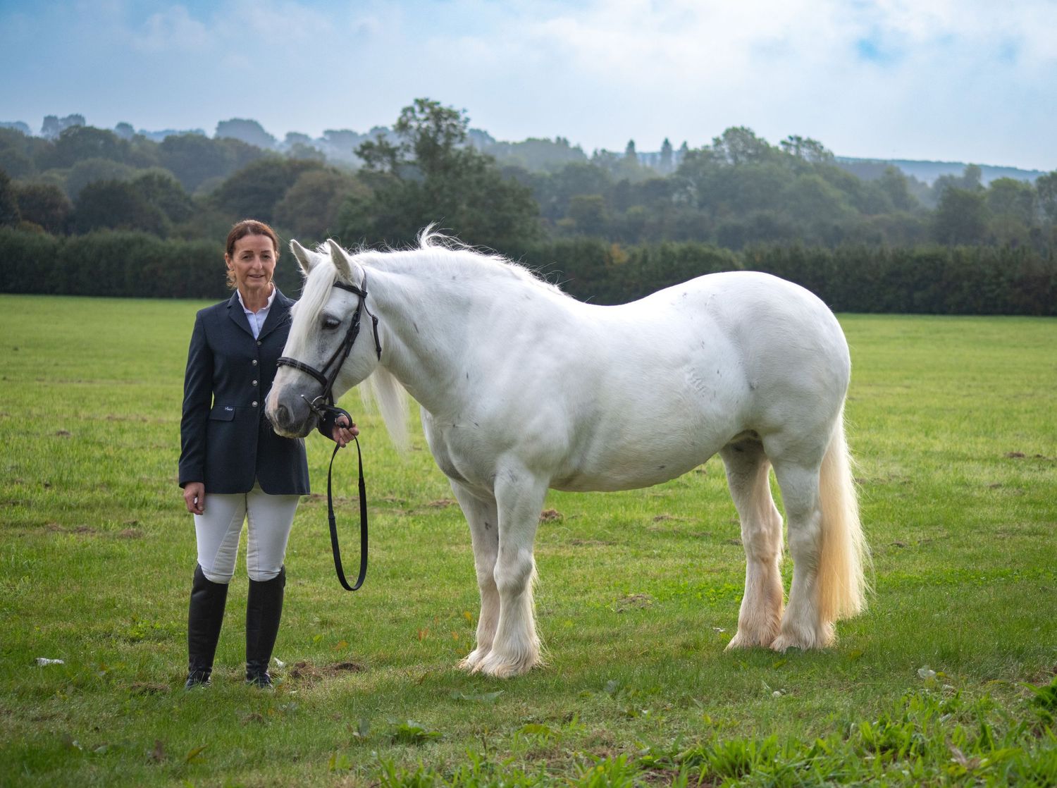 A majestic white draft horse stands in a green field with rolling hills in the background.