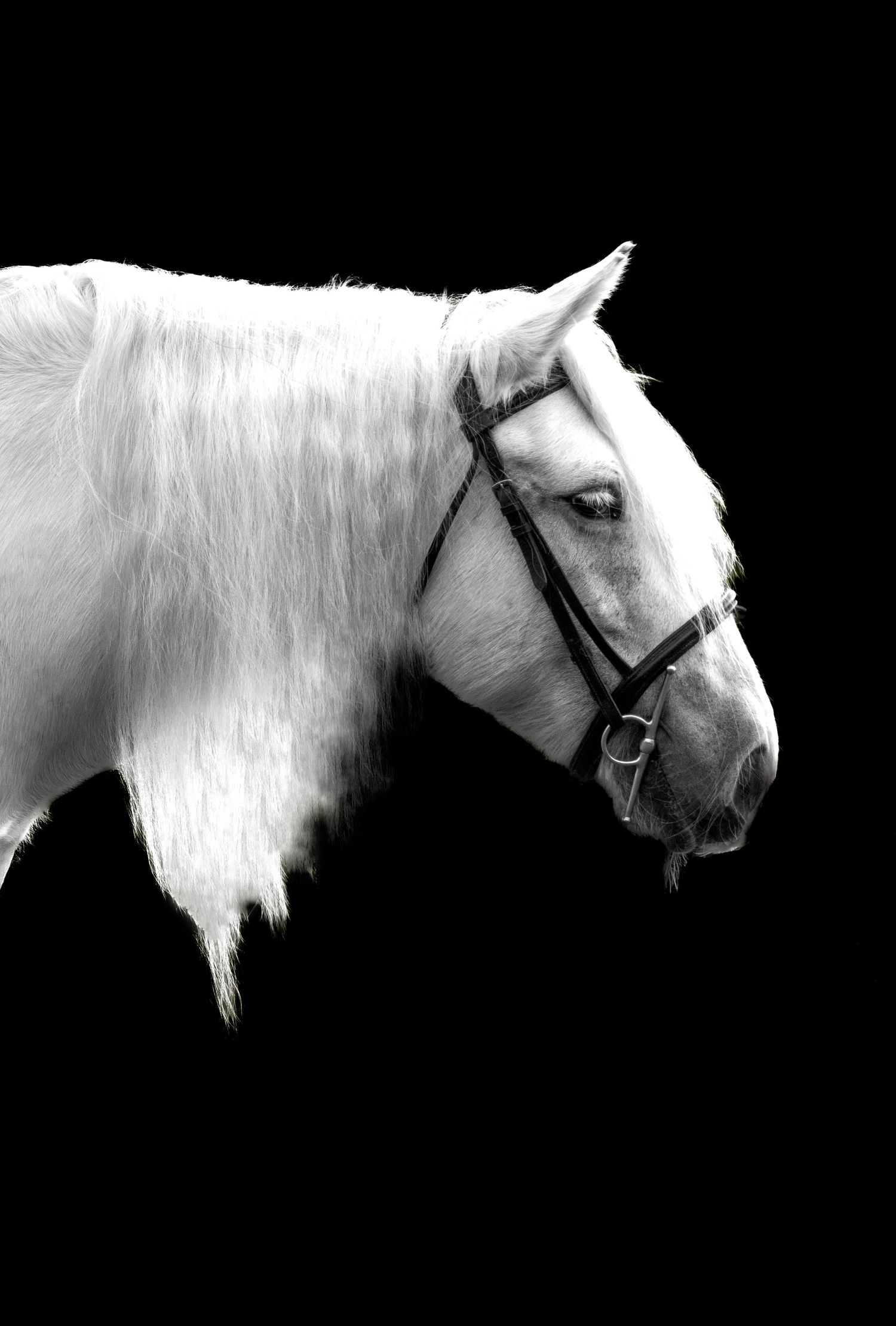 An elegant white horse head portrait with bridle against dramatic black background.