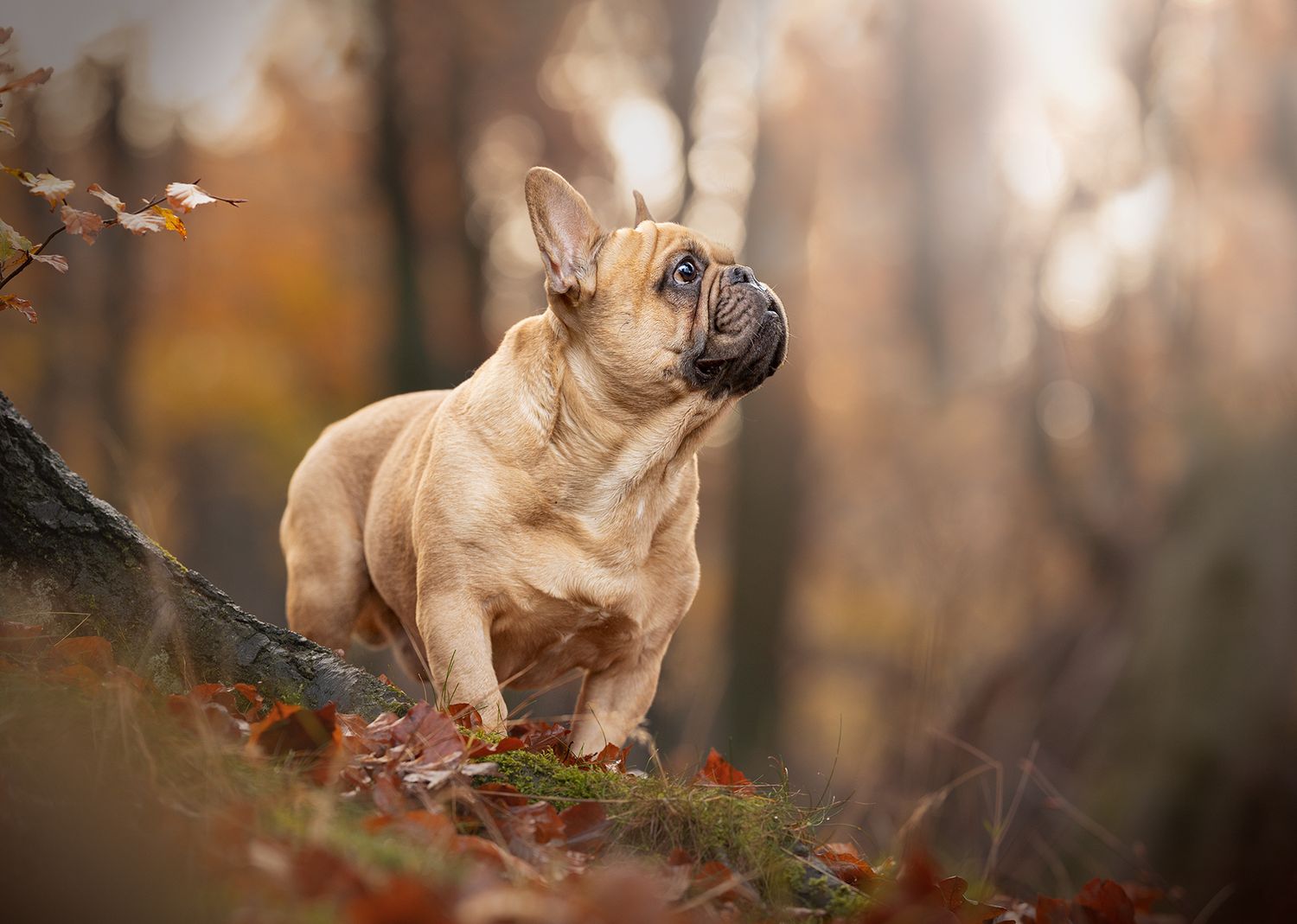 lyme park disley french bulldog