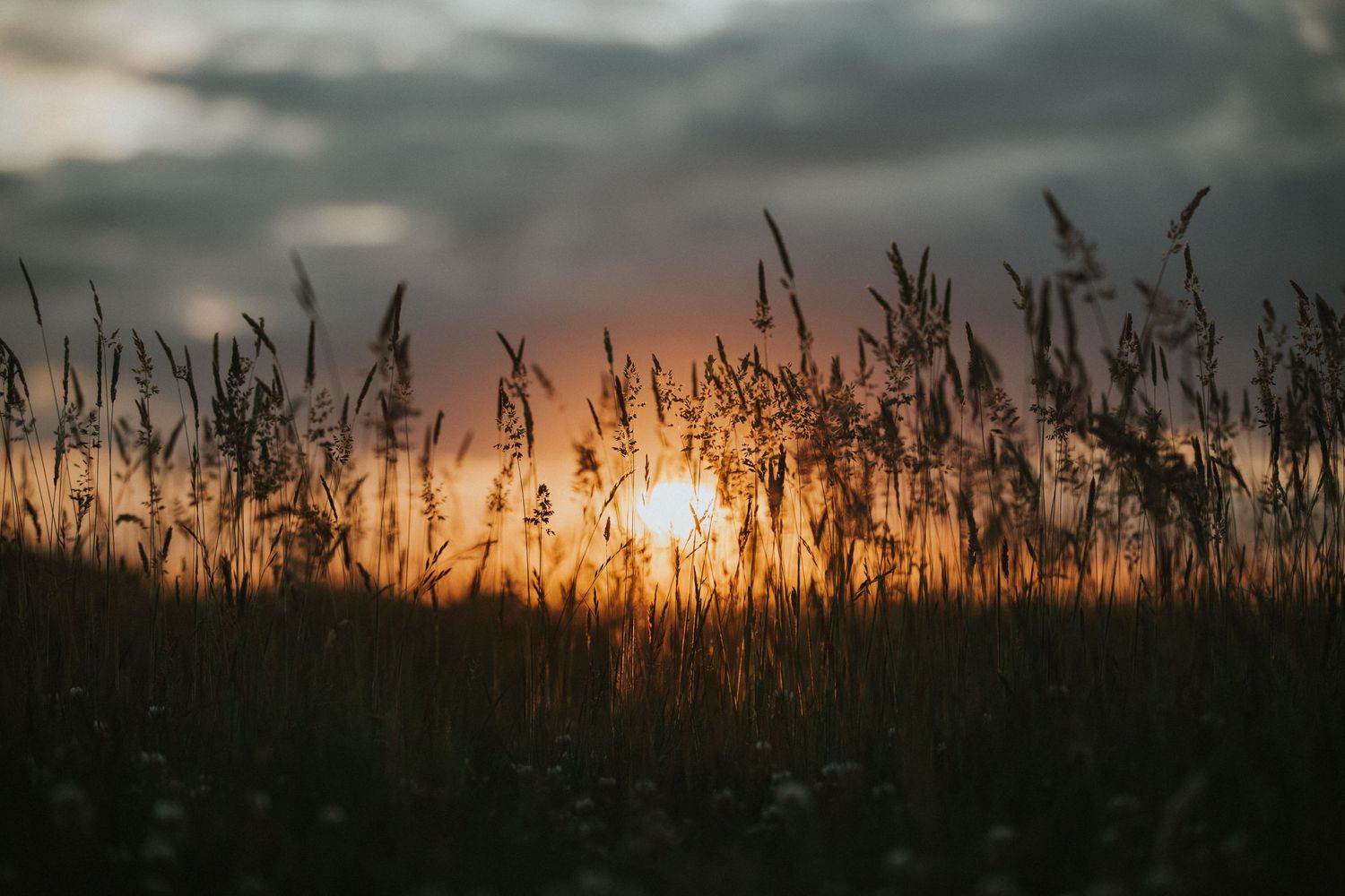 long grasses in golden sunset