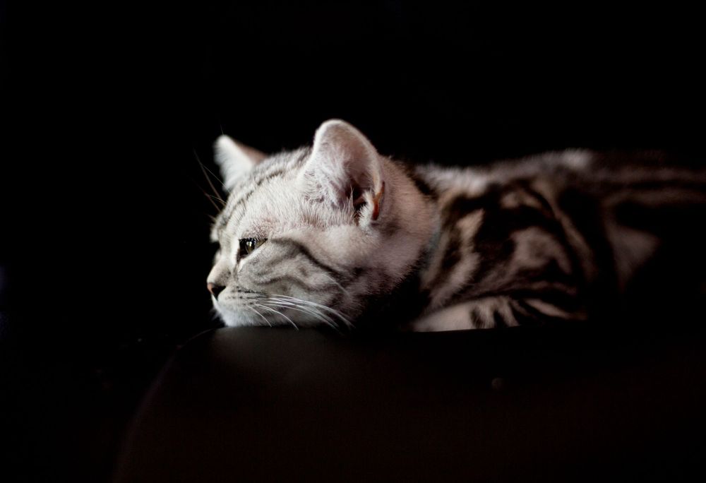 side view photo of silver tabby British shorthair cat