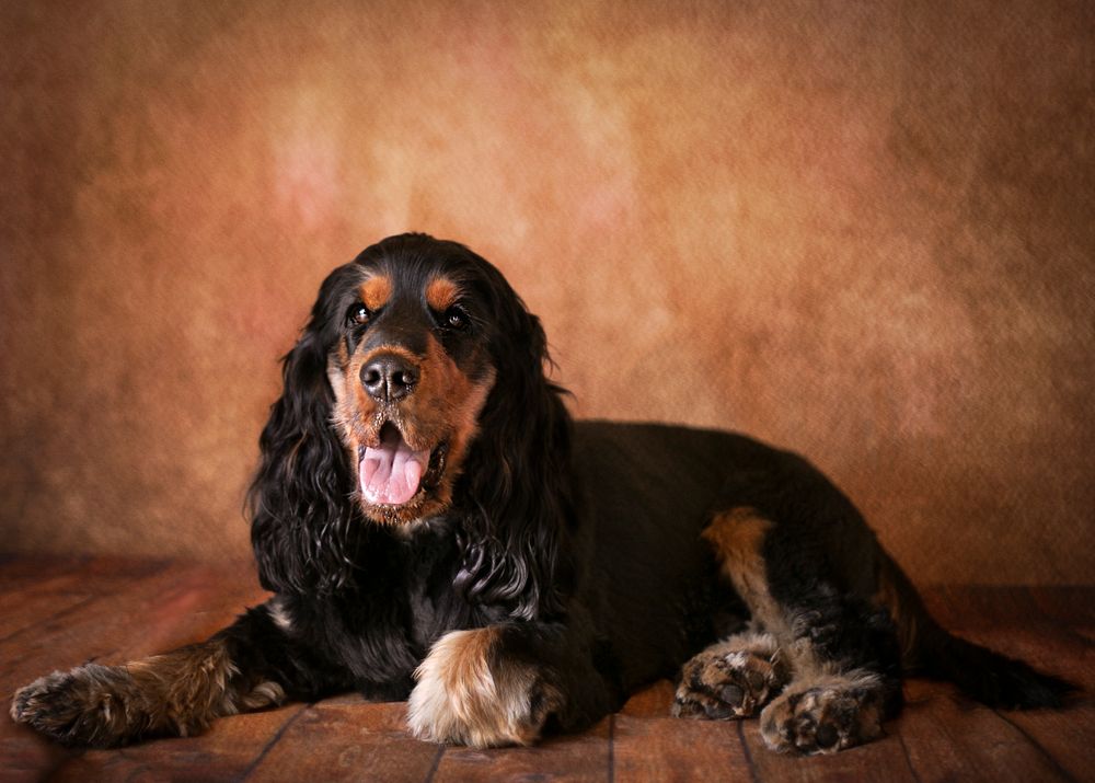 black and tan spaniel laying down with tongue out