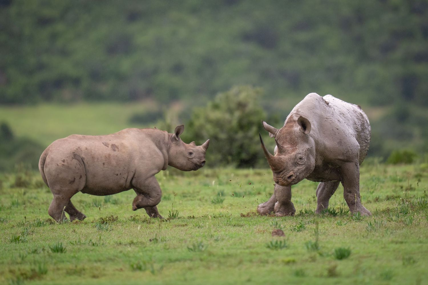 Group of rhinoceros grazing in lush green African landscape.