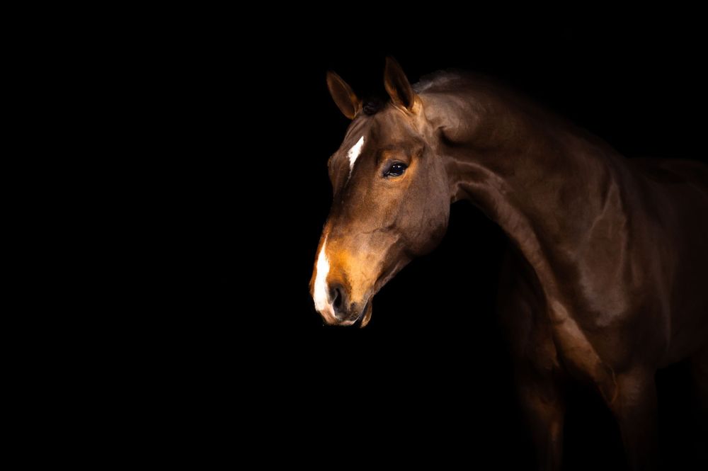 Fotograf Li Sjöstrand, hästfotograf i Sverige, black background portraits