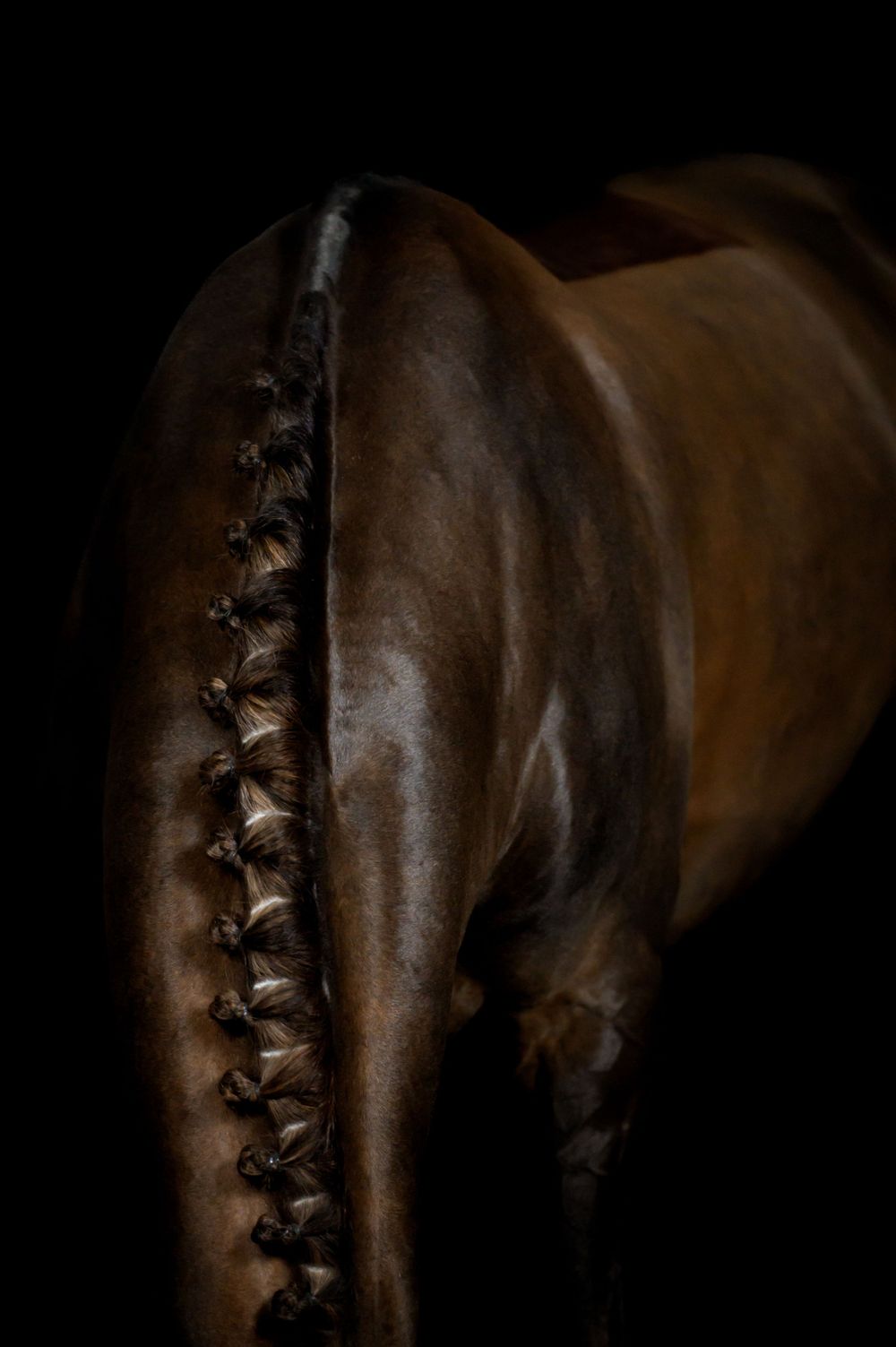 Fotograf Li Sjöstrand, hästfotograf i Sverige, detailbild på knoppar med svart bakgrund