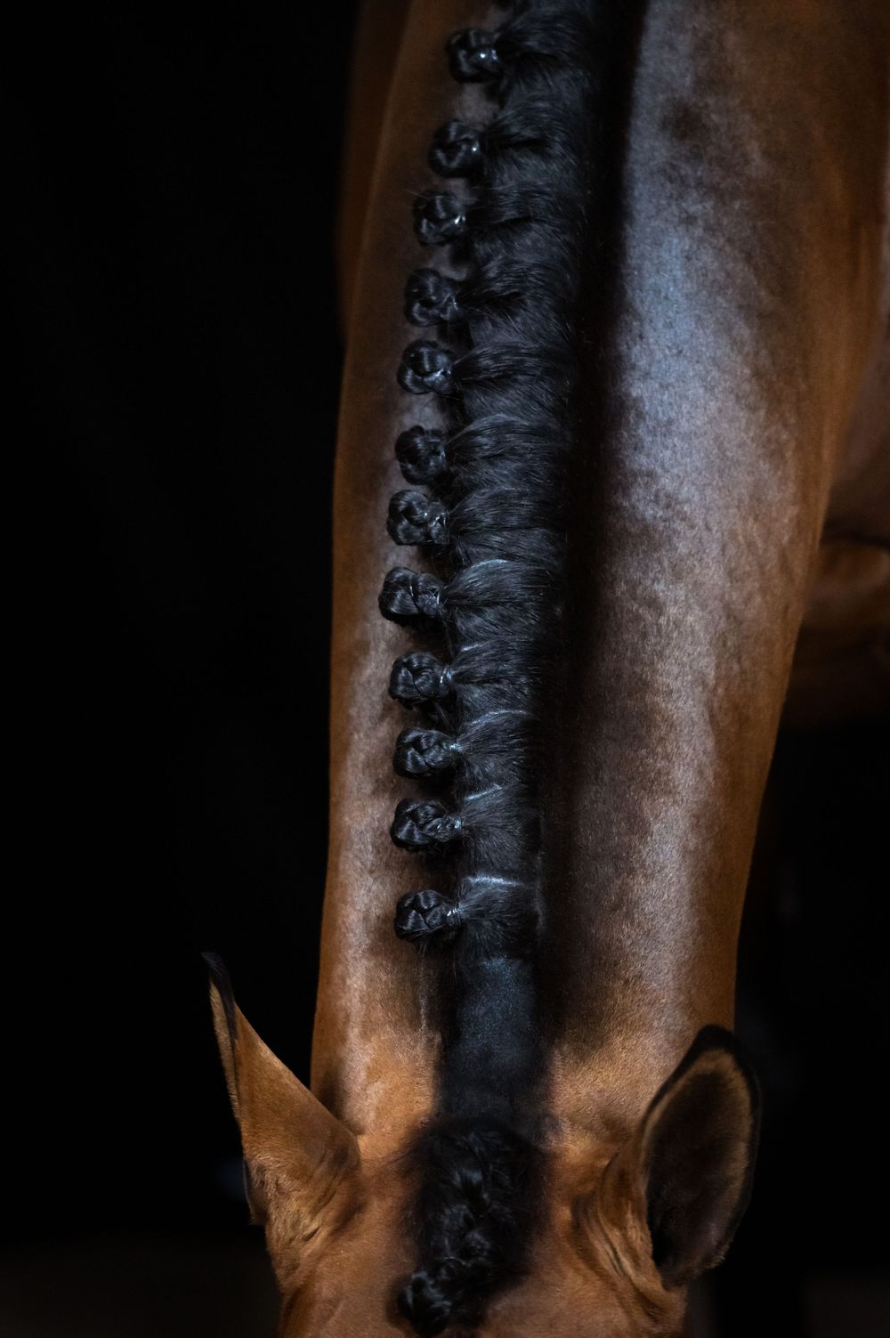 Fotograf Li Sjöstrand, hästfotograf i Sverige, detaljbild på knoppar