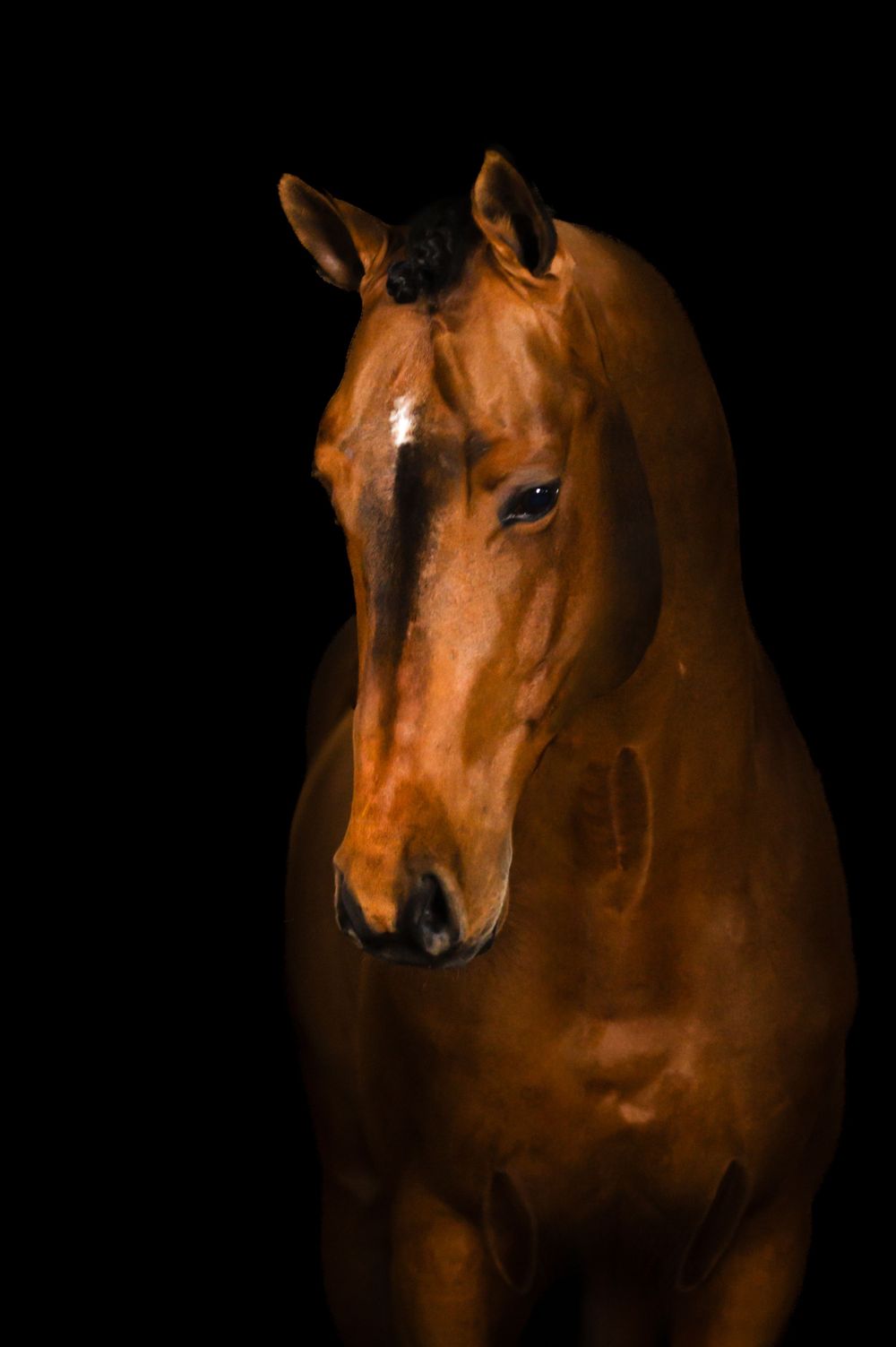 Fotograf Li Sjöstrand, hingstporträtt mot svart bakgrund