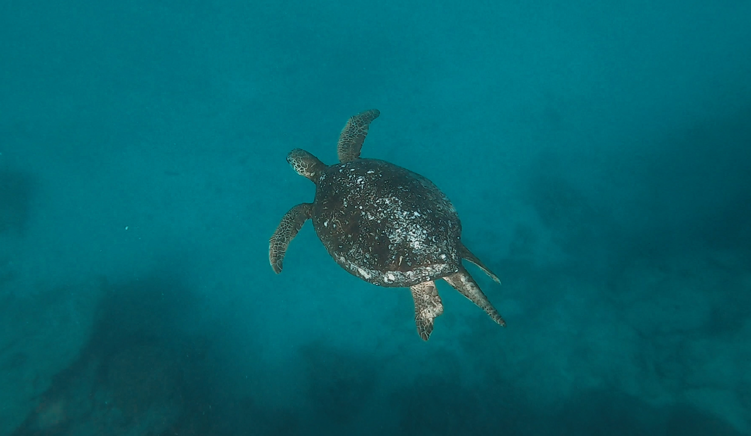A sea turtle swims gracefully through turquoise ocean waters.