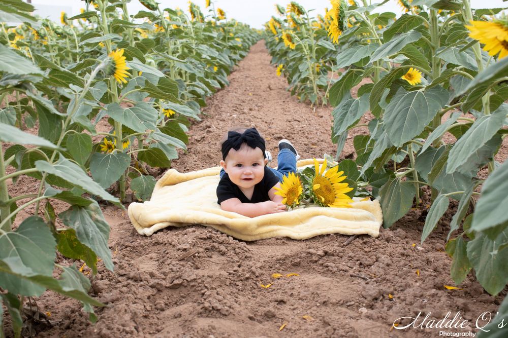 Sunflowers 2019