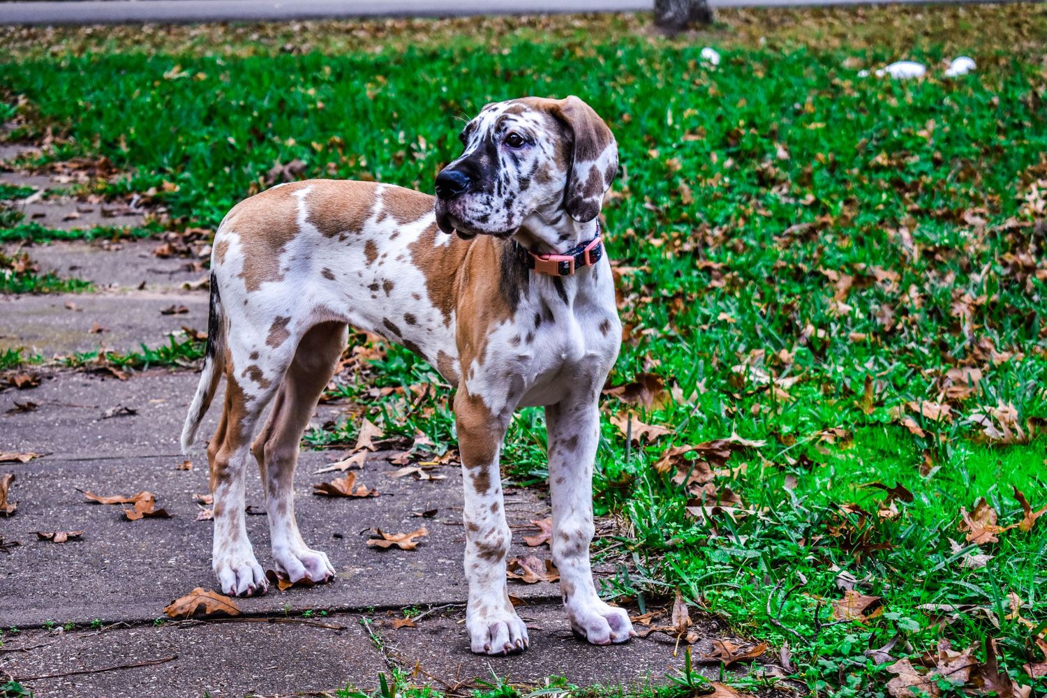 Two spotted Great Dane puppies stand together on a path surrounded by fallen leaves.