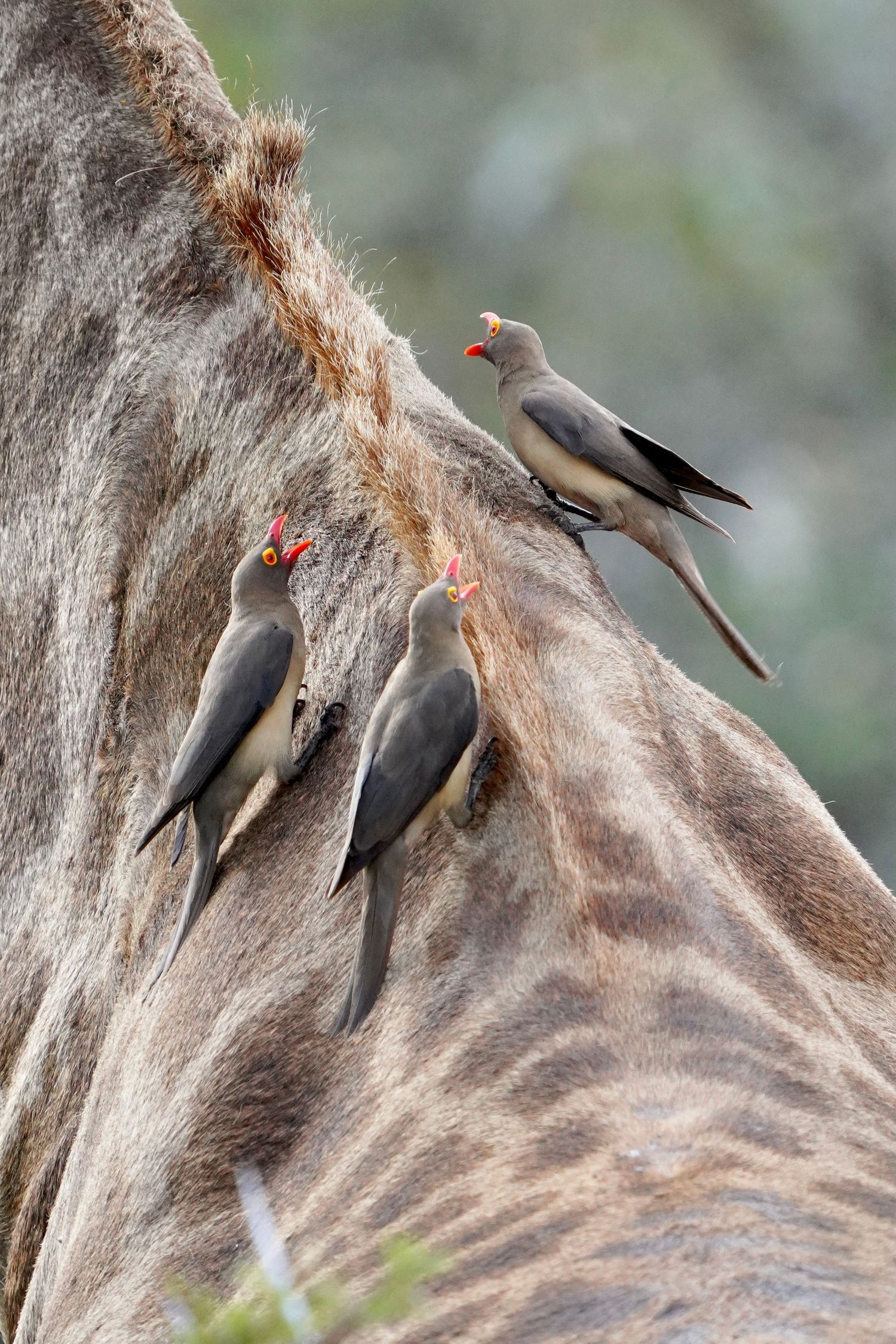 Red-billed oxpeckers perch on a giraffe's fur to groom and feed on parasites.