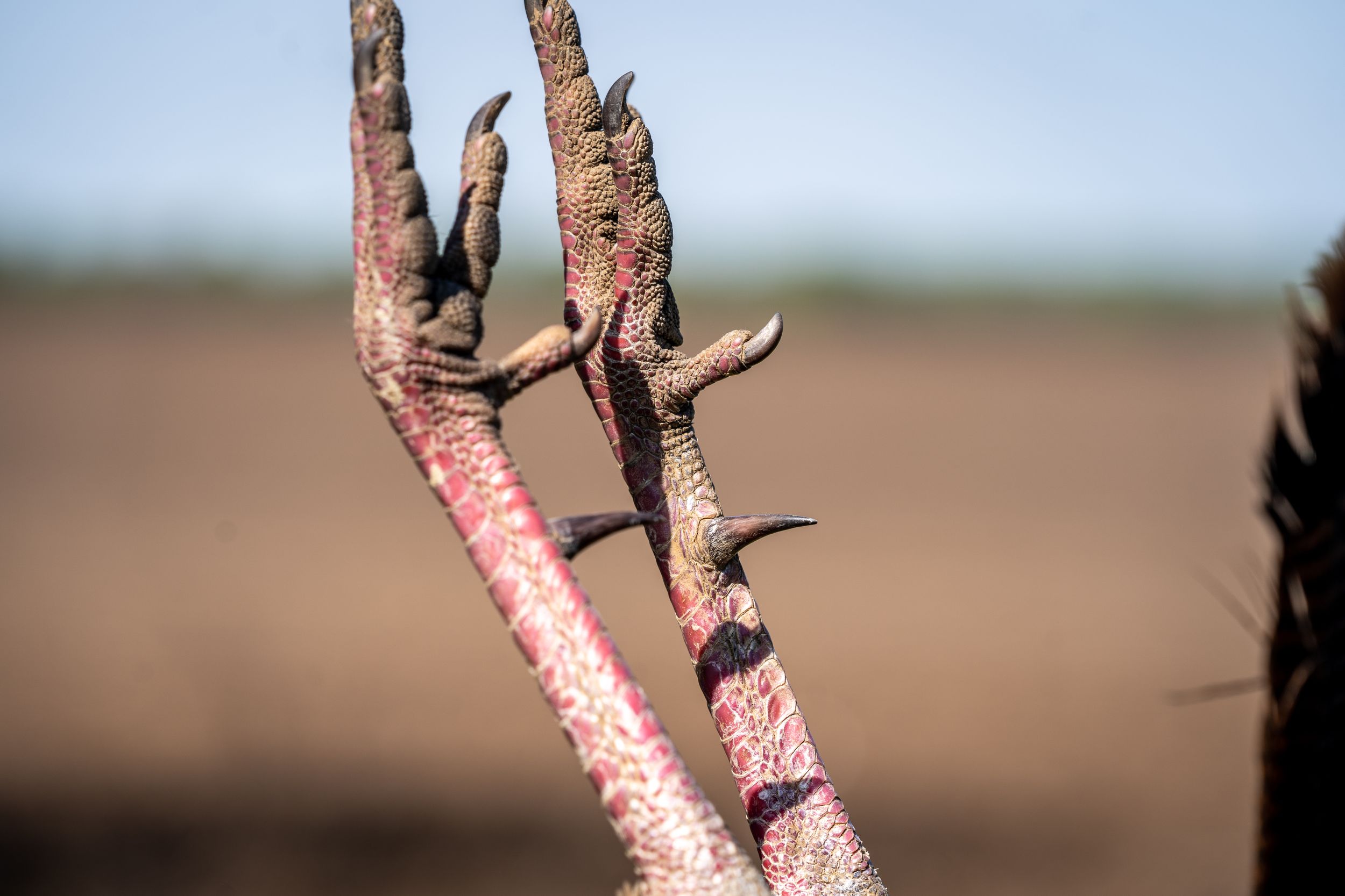 Close-up of pink-tinted tree branches against a blurred background.